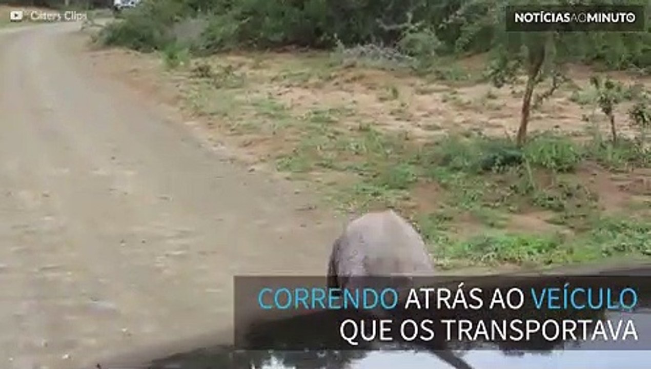 Fofura! Filhote de rinoceronte tenta intimidar turistas