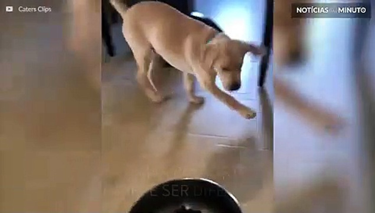 Cãozinho odeia o pote de comida