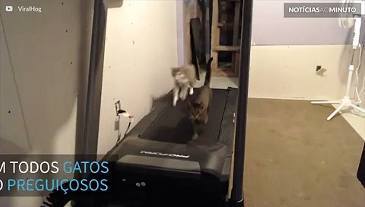 Gatos fitness! Estes felinos adoram correr na esteira