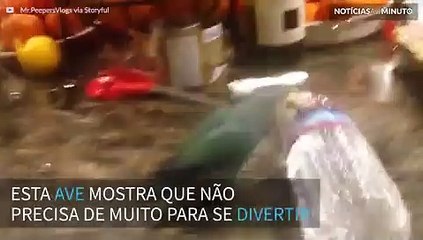Periquito descobre brinquedo favorito: uma garrafa d’água