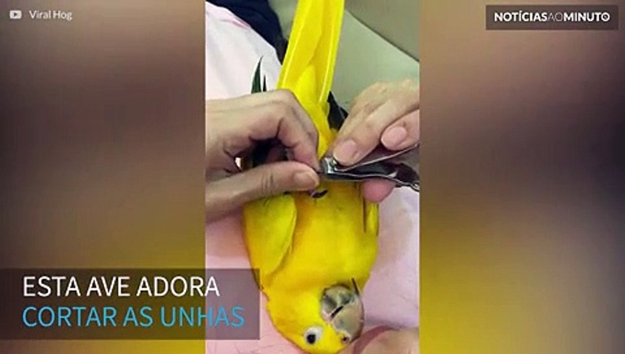 Inusitado! Passarinho adora cortar as unhas!