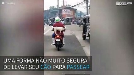 Motociclista transporta cão de forma perigosa