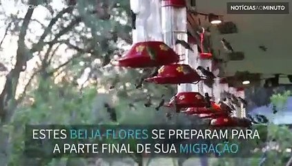 Centenas de beija-flores se alimentam antes de migrarem