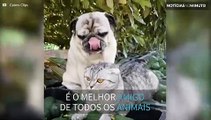 Cão é o melhor amigo dos homens...  e de todos os animais!