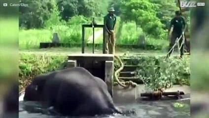 Elefante é resgatado em canal no Sri Lanka