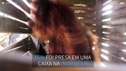 Orangotango é resgatado depois de viver em caixa minúscula
