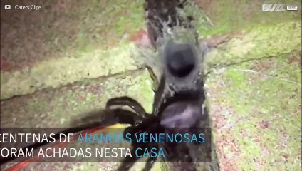 Centenas de aranhas venenosas invadem casa na Inglaterra