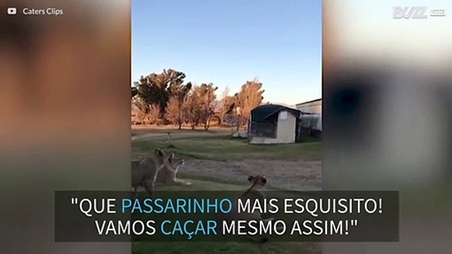 Leões perseguem drone na África do Sul