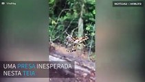 Aranha captura sapo de forma impressionante