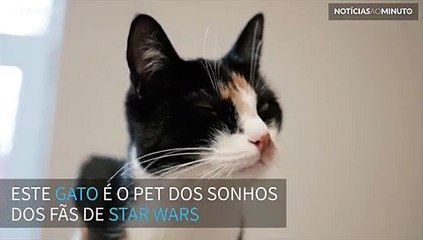 Gato Chewbacca! Este felino faz sons como o mítico personagens do Star Wars