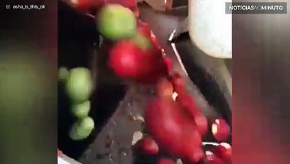 Veja a precisão de uma máquina de separar tomates