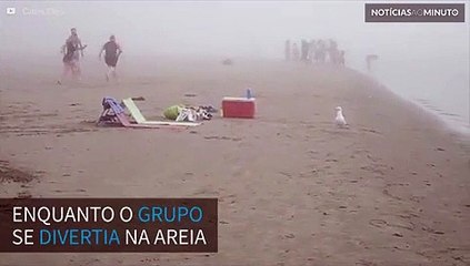 Gaivota rouba comida de grupo distraído
