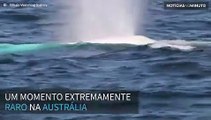 Raríssima baleia-jubarte albina é registrada na Austrália