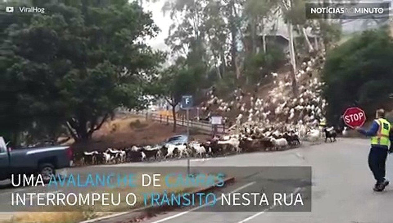 ‘Avalanche’ de cabras fecha estrada na Califórnia