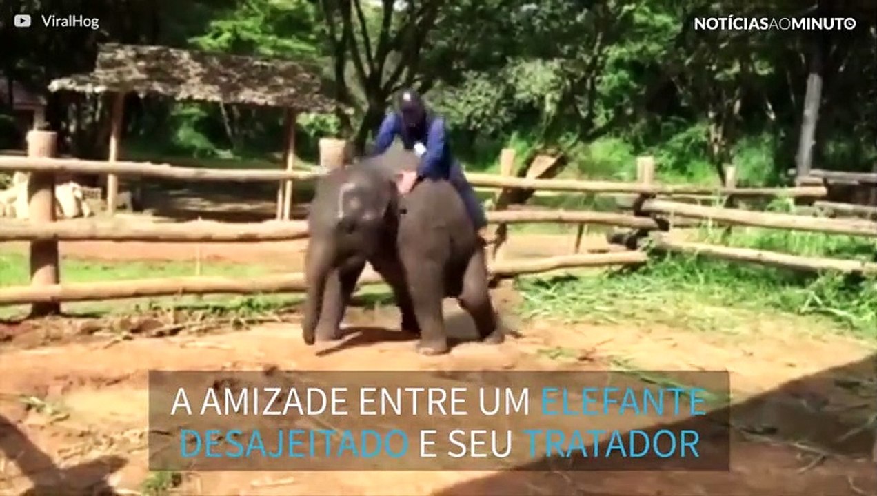 As brincadeiras de um filhote de elefante trapalhão