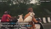 Cães passeiam de scooter com seu dono