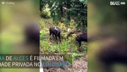 Vídeo mostra intensa batalha entre alces nos EUA