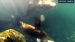 Leões marinhos são filmados latindo no México