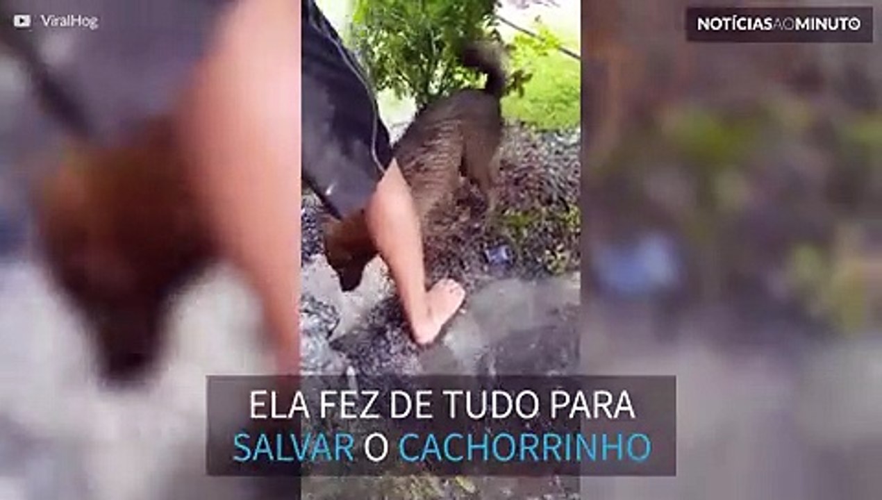 Cadela salva filhote de afogamento