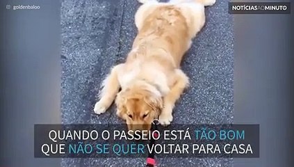 Cão deita no chão para não ter que ir embora de parque
