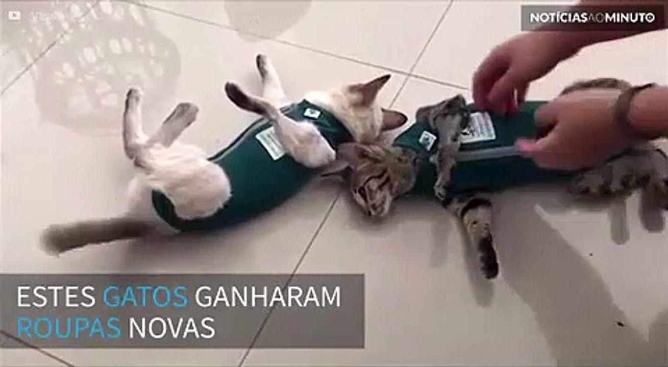 Gatos odeiam suas novas roupas