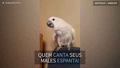 Esta cacatua canta e dança como gente