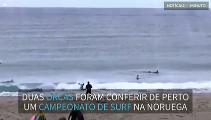 Orcas invadem campeonato de surf na Noruega
