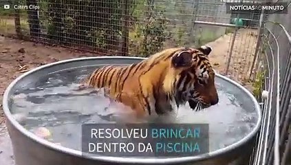 Tigre devora melancia dentro de piscina