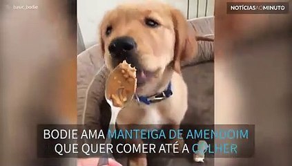 Cão devorador de manteiga de amendoim