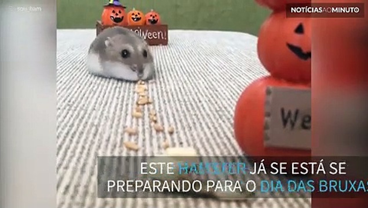 Hamster está no caminho certo para o dia das br...