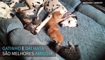 Dalmata e gatinho se divertem juntos