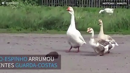 Grupo de gansos ajuda porco-epinho a atravessar a rua