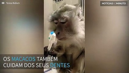 Macaco mostra como se cuida da higiene bucal