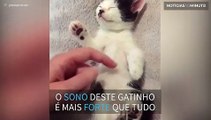 Gatinho sonolento tem a melhor reação ao receber carinhos