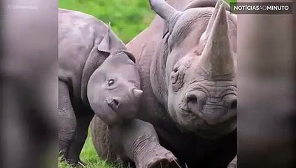 No dia mundial do rinoceronte este filhote faz tudo para ganhar atenção!