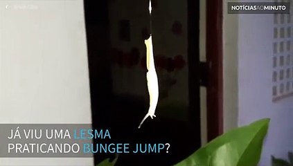 Já viu uma lesma praticando bungee jump?