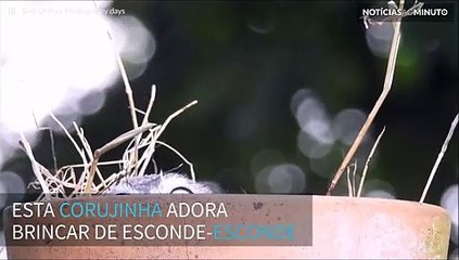 Corujinha brinca de esconde-esconde