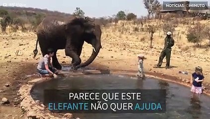 Turista é molhada por elefante africano