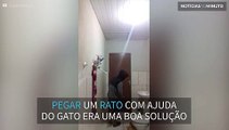 Tentou pegar um rato mas não acabou bem