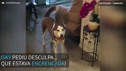 Husky pede desculpa depois de destruir a sala