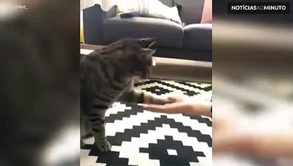 Gato tem cumprimento especial com a dona