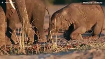 Filhotes de elefante se divertem praticando ‘Jiu-jitsu’