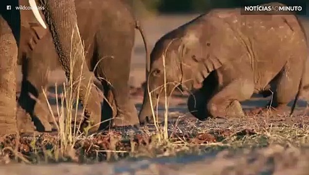Filhotes de elefante se divertem praticando ‘Jiu-jitsu’