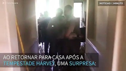 Crocodilo é encontrado dentro de casa após tempestade no Texas