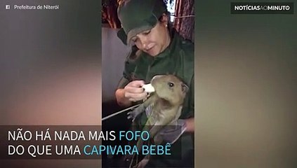 Filhote de capivara é resgatado no Rio de Janeiro