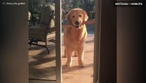 Cão tenta passar por porta com galho enorme