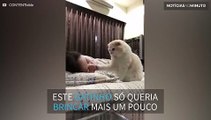 Gato dá tapinhas em rosto de dona para tentar acordá-la