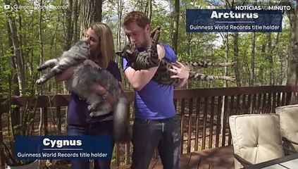 Dois gatos recordistas dividem o mesmo teto