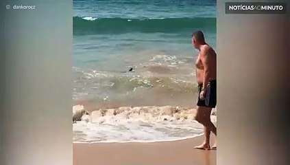 Tubarão-branco surge em praia na Austrália