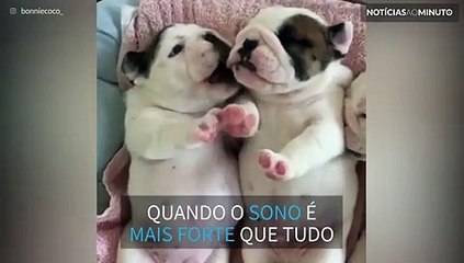 Cãozinho sonolento se recusa a acordar